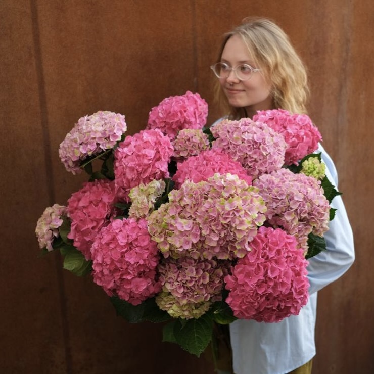 Большой букет розовых гортензий