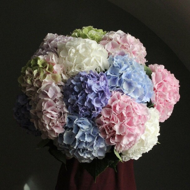 Огромный букет гортензий