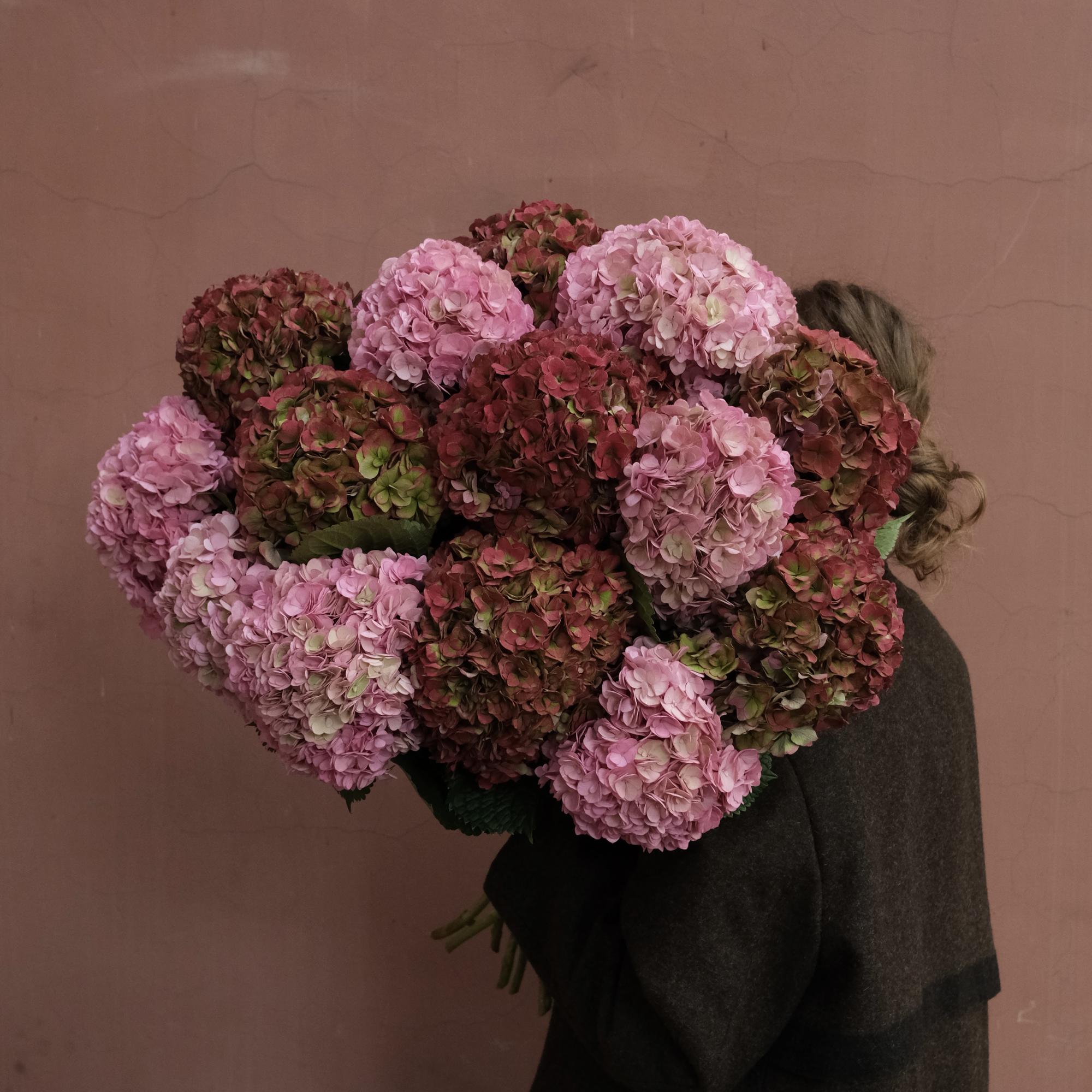 Яблочные и розовые гортензии