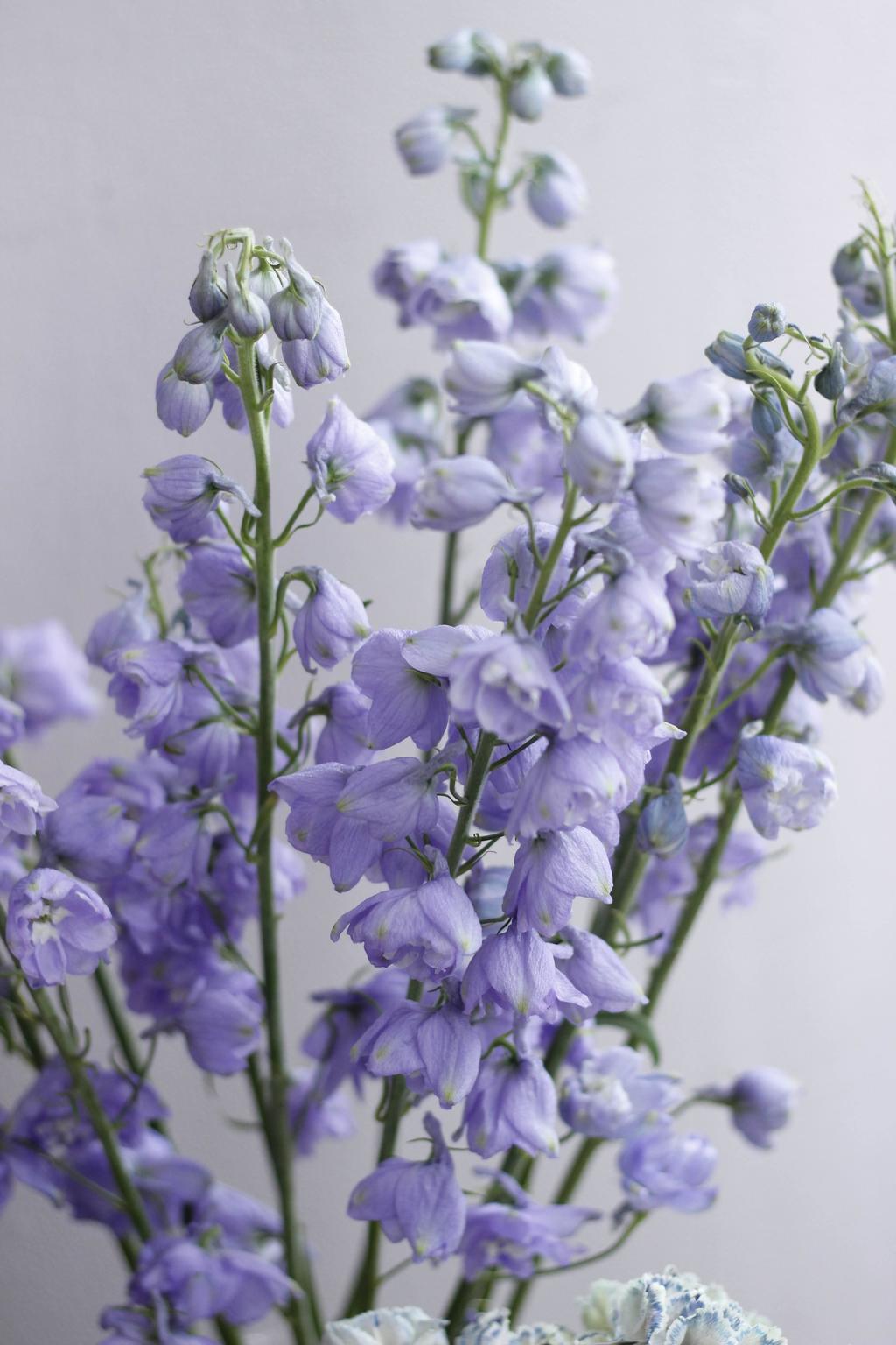 Дельфиниум