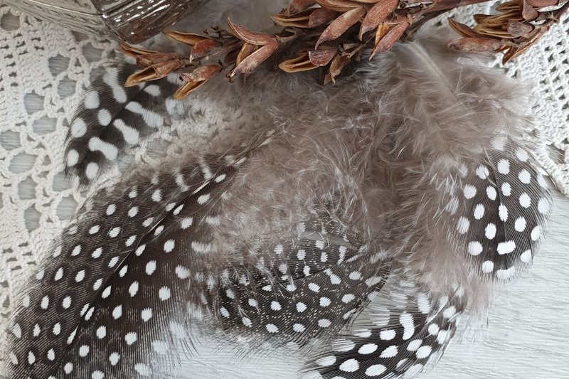 перья цесарки