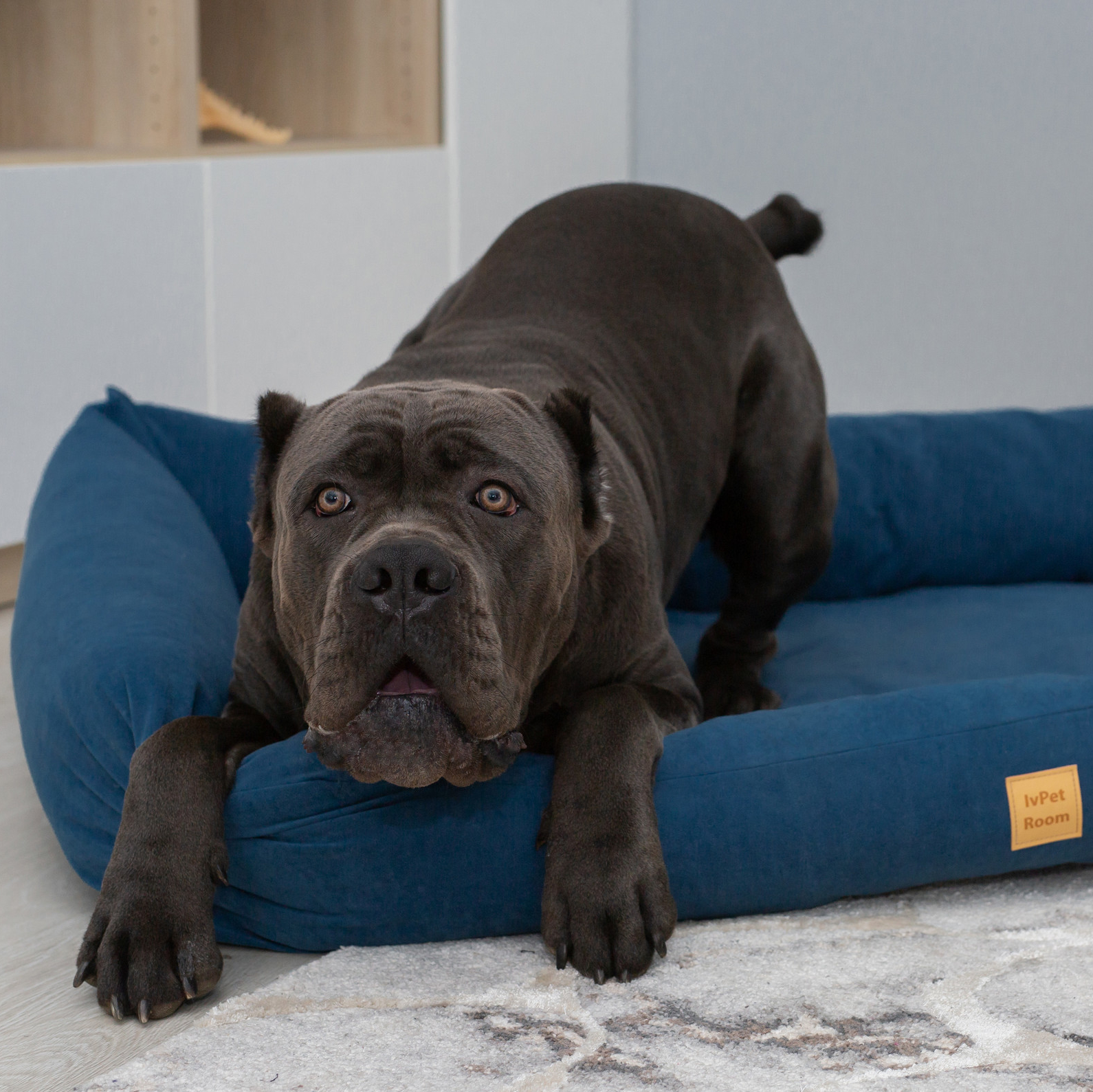 Игрушки для собак