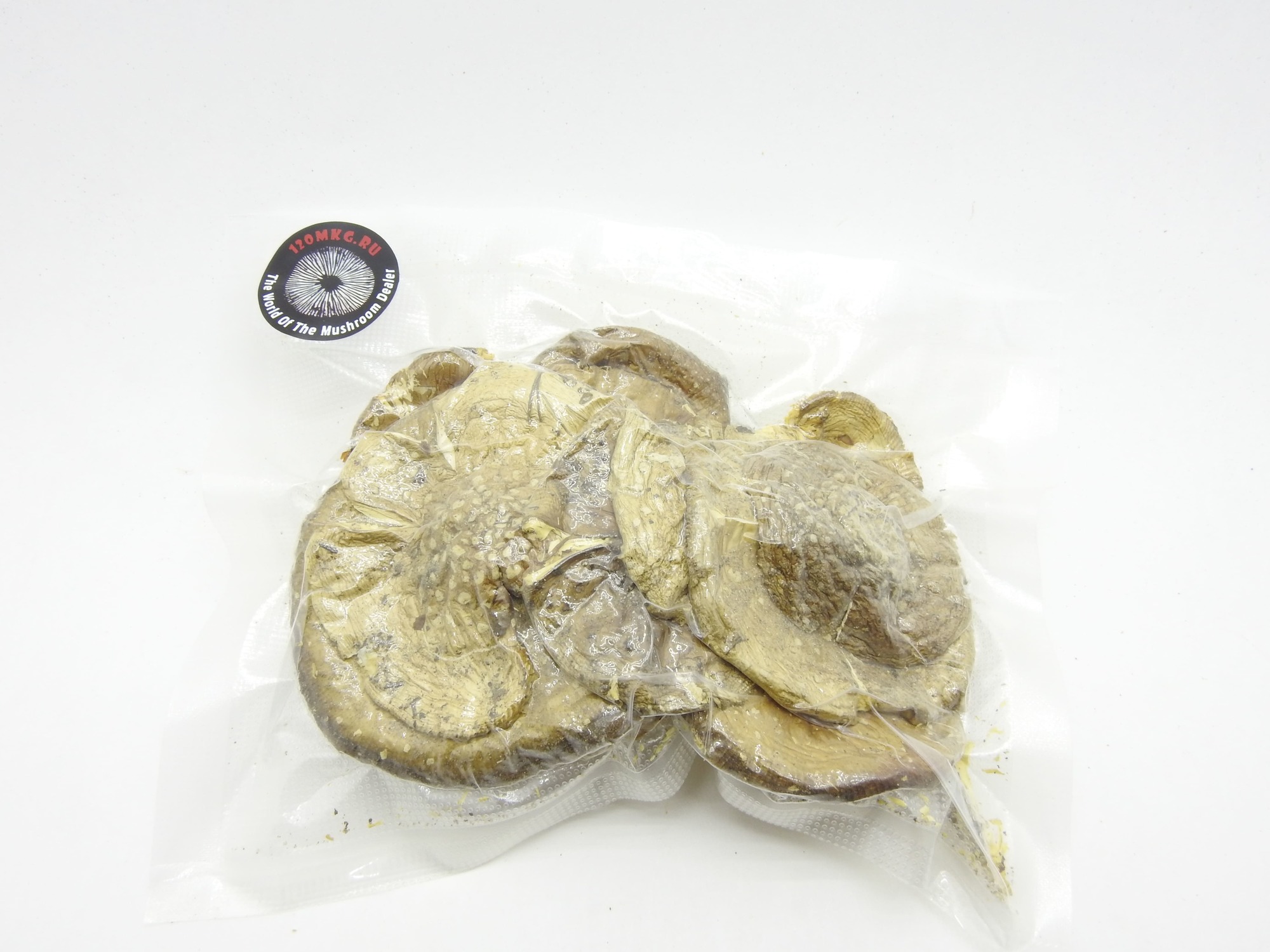 Мухомор пантерный. Открытые шляпки 2025