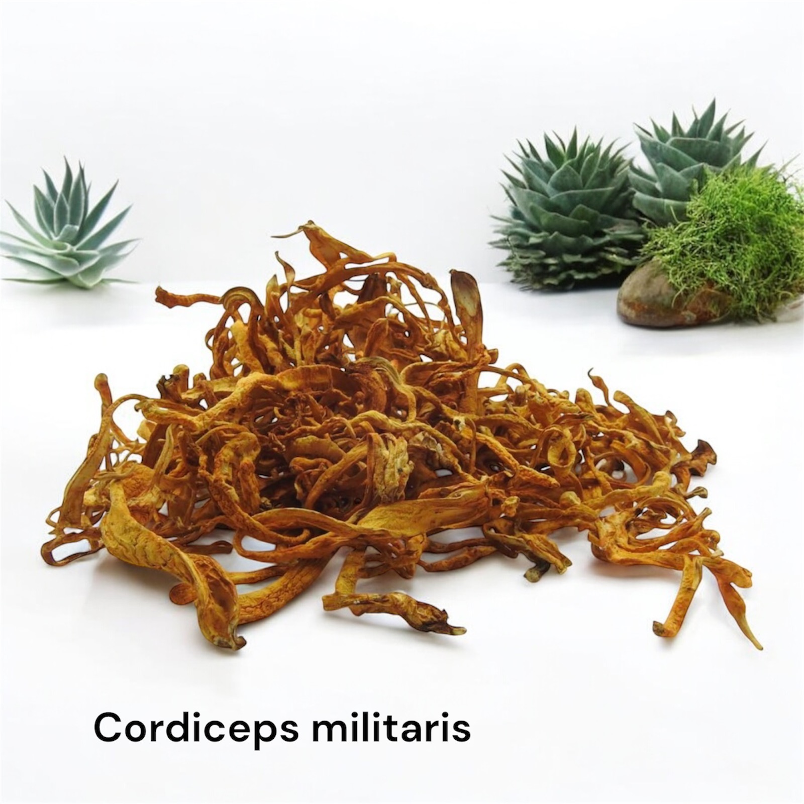 Кордицепс военный