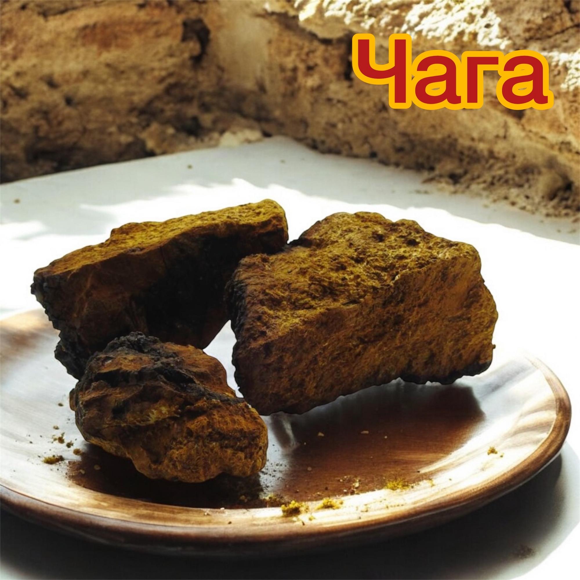 Чага березовая