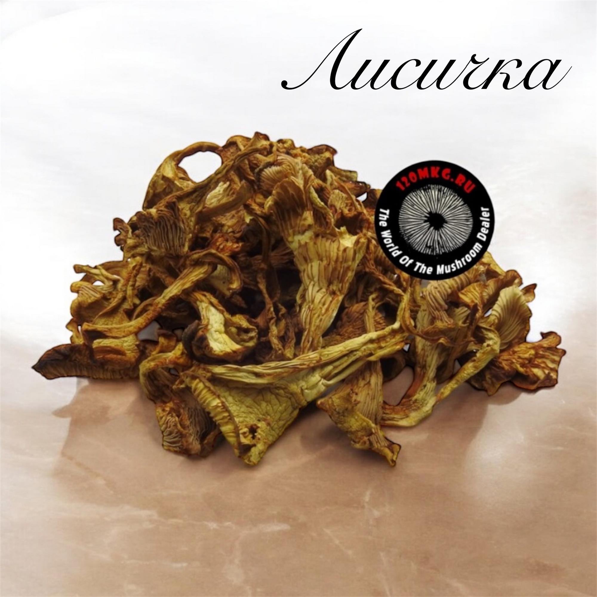 Лисичка обыкновенная