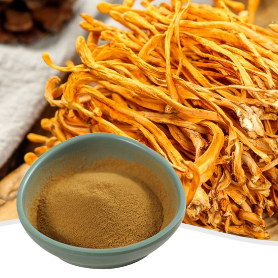 Экстракт кордицепса