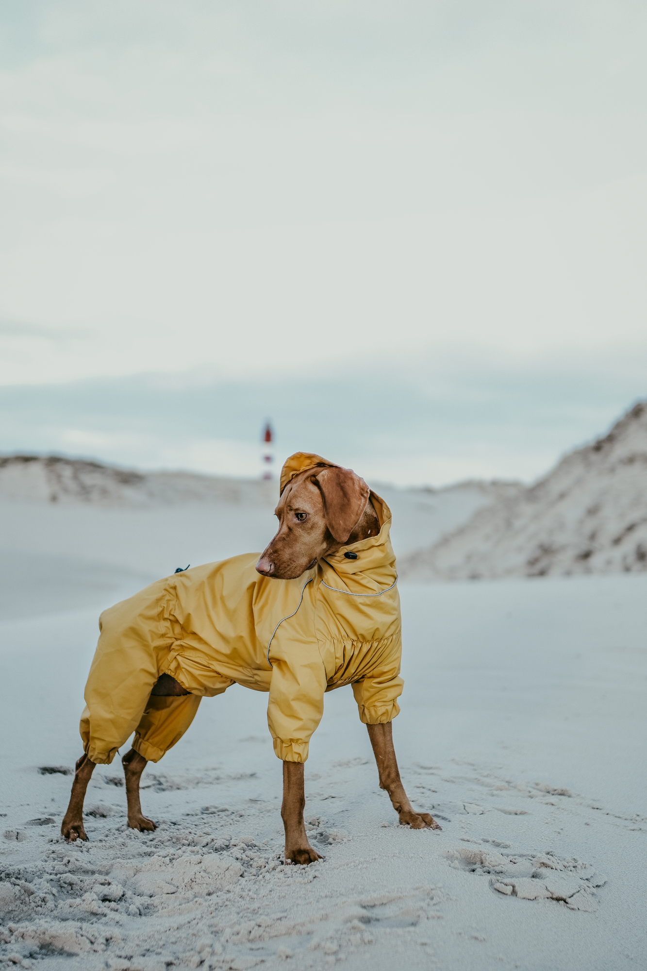 Горчичный комбинезон "EXPLORER"