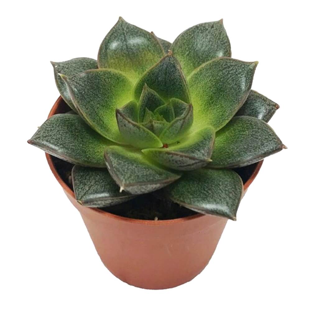 Суккулент Эхеверия №1