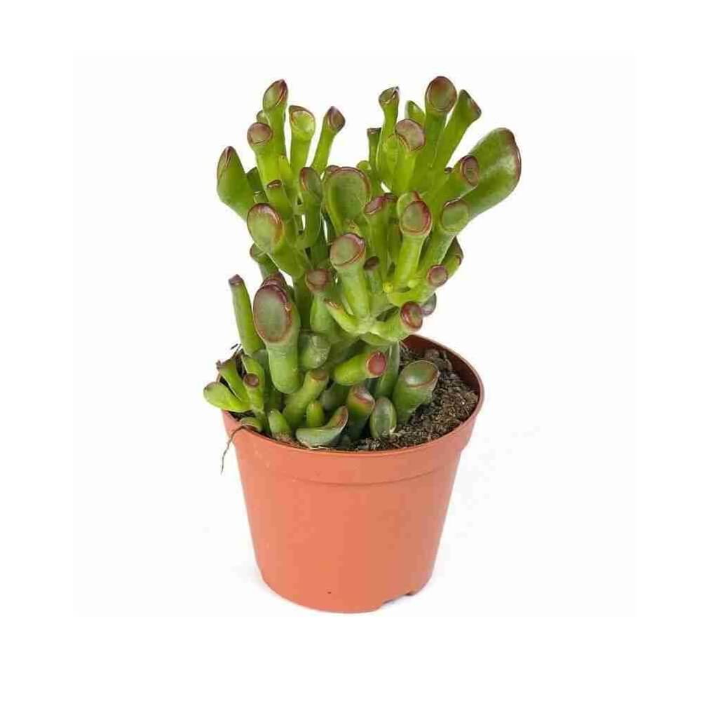 Суккулент Крассула Овата от LensFill купить в СПб