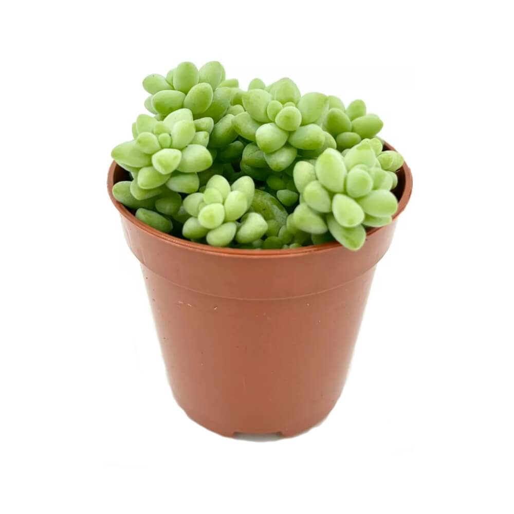 Суккулент Седум Бурито от Ленсфилл флорариумы