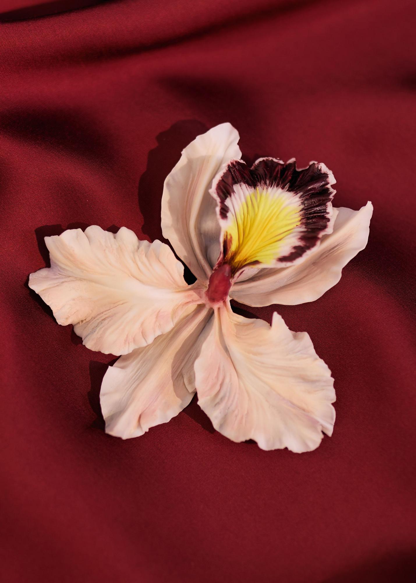 Каттлея, розовая с бордо