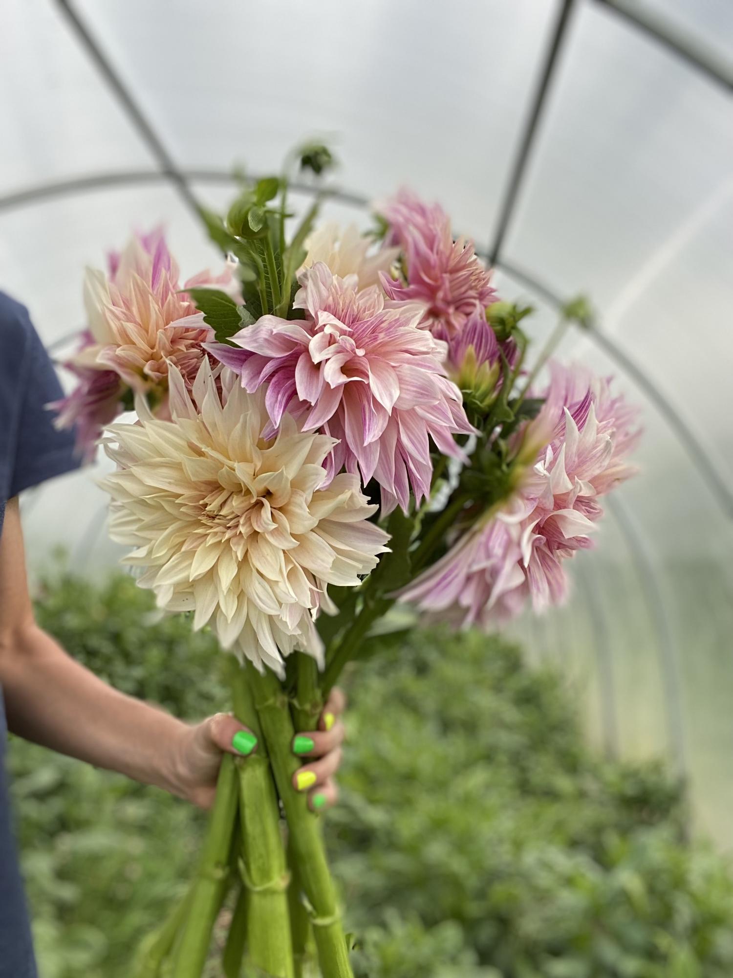 Георгин Cafe au Lait