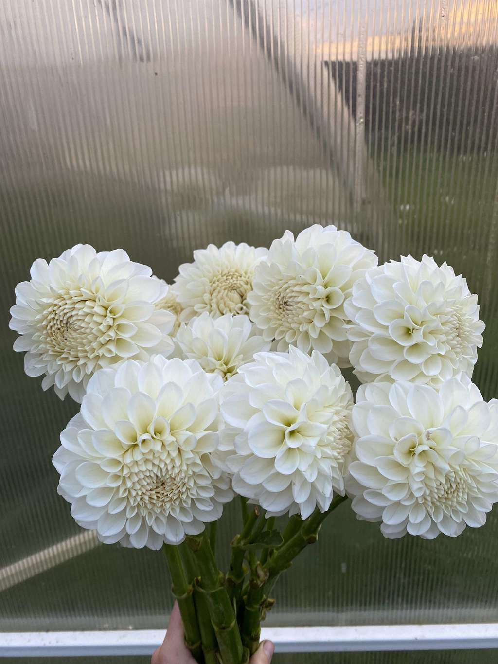 Георгин Boom Boom White