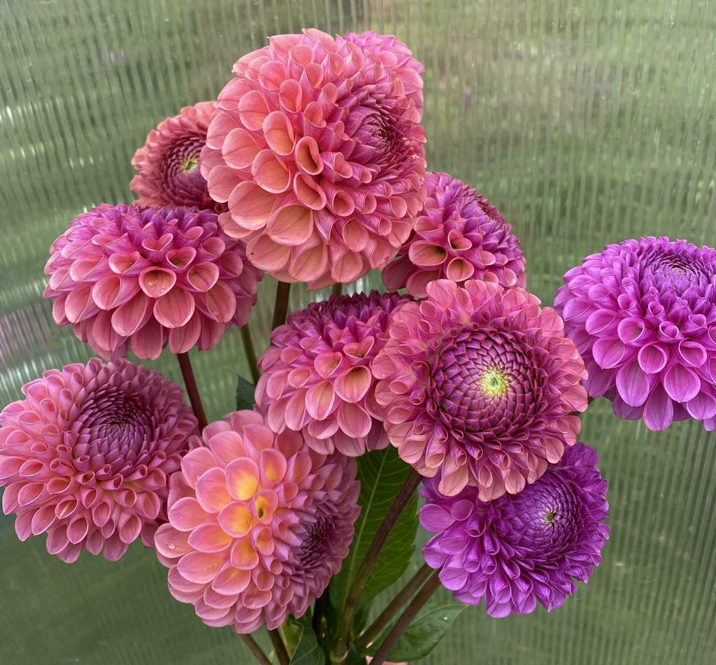 Георгин Caytlin's Joy