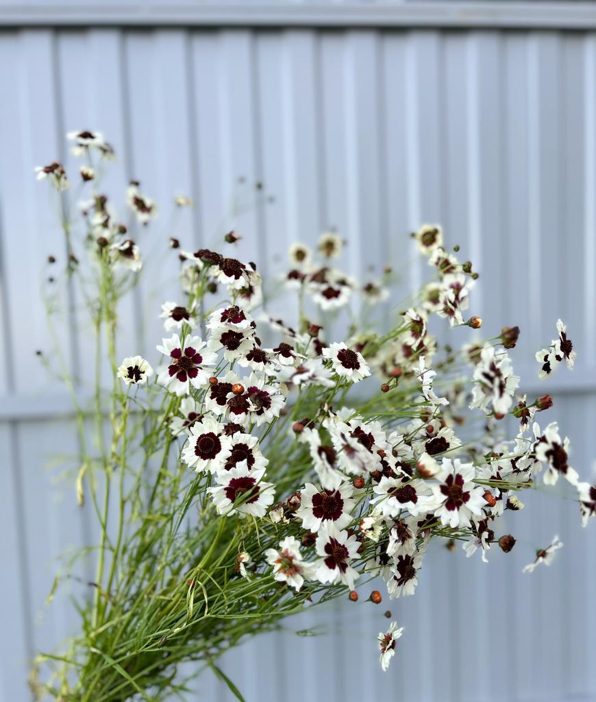 Coreopsis White