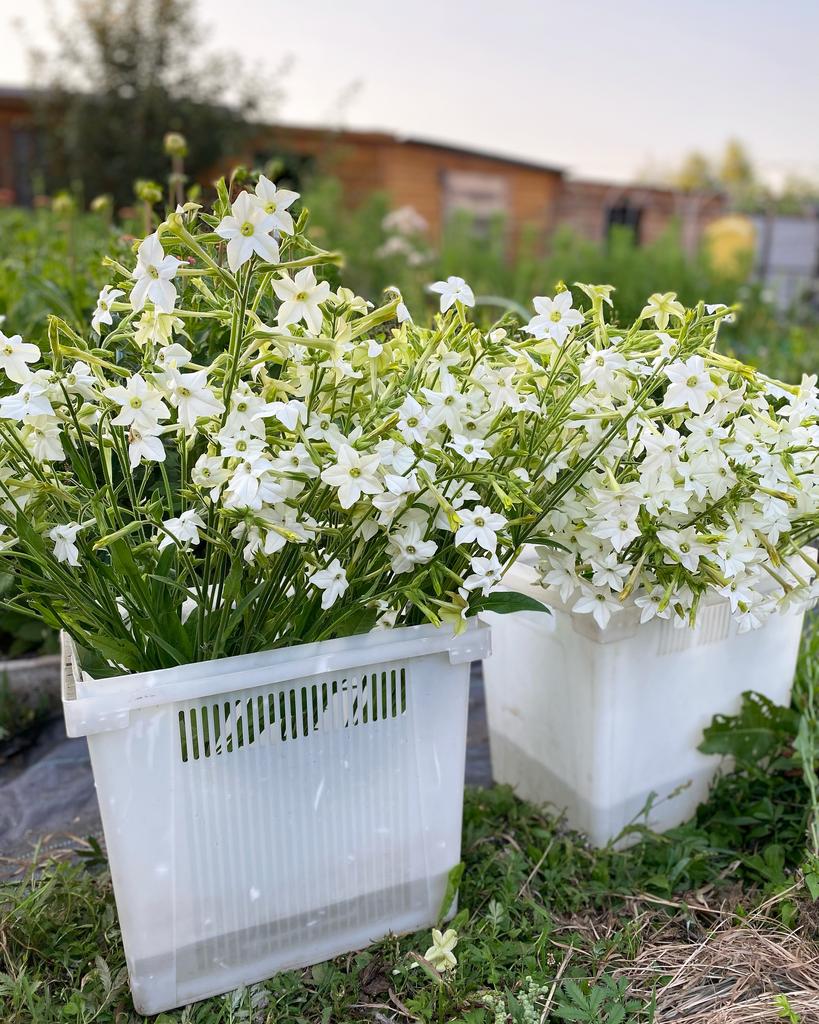 Nicotiana White