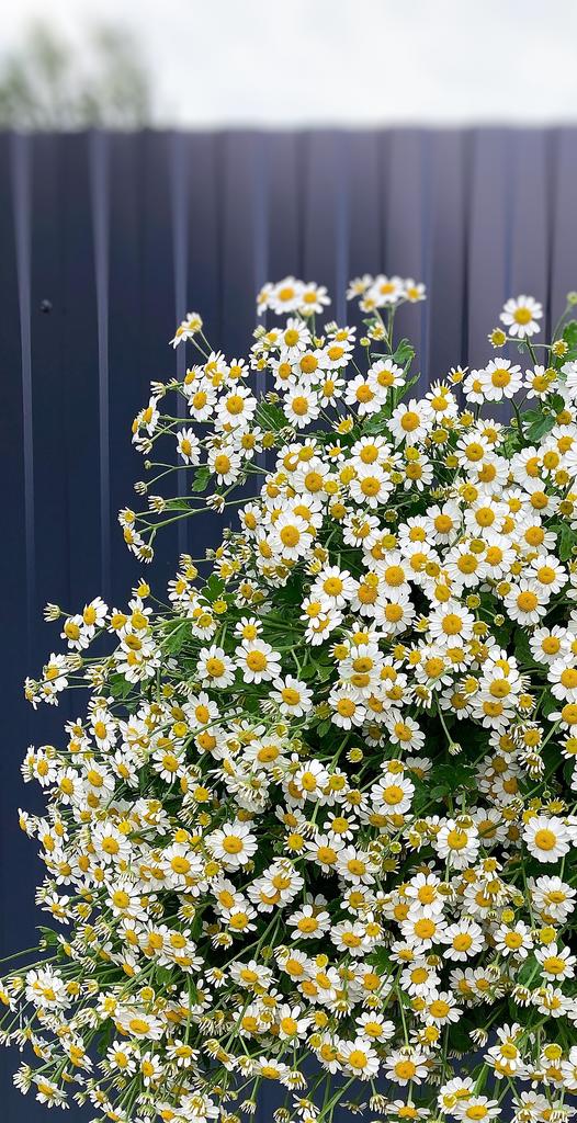 Matricaria Magic Single