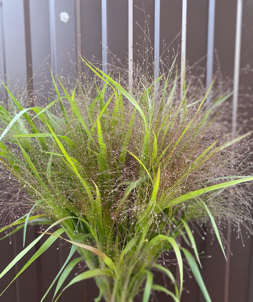 Panicum "Frosted Explosion"