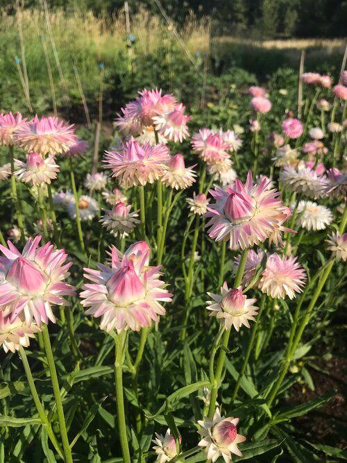 Strawflower Silvery Rose