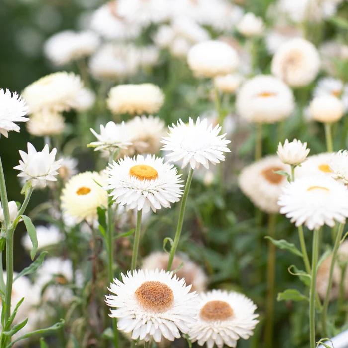 Strawflower Vintage White