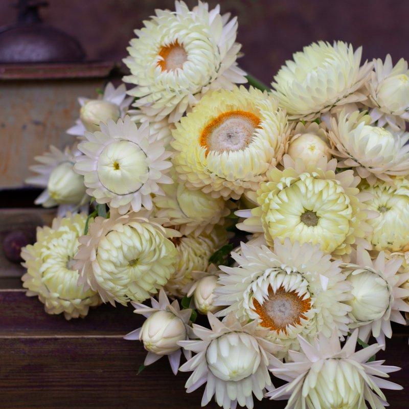 Strawflower Creamy White