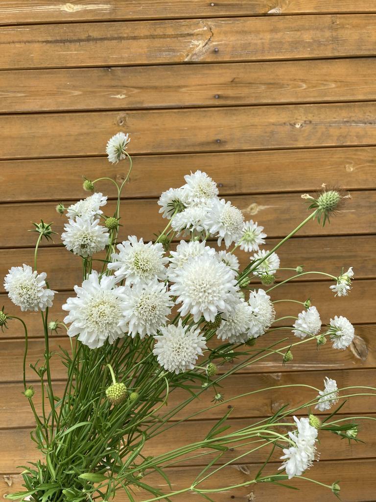 Scabiosa Snowmaiden