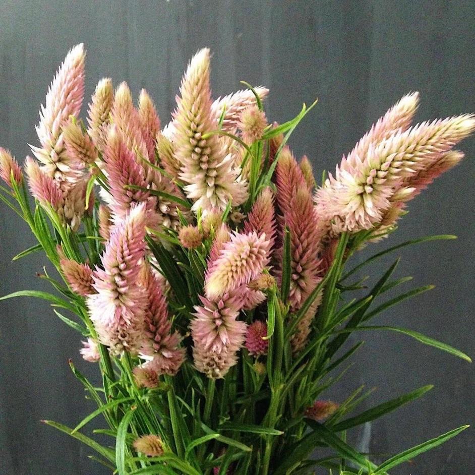 Celosia Flamingo Feather