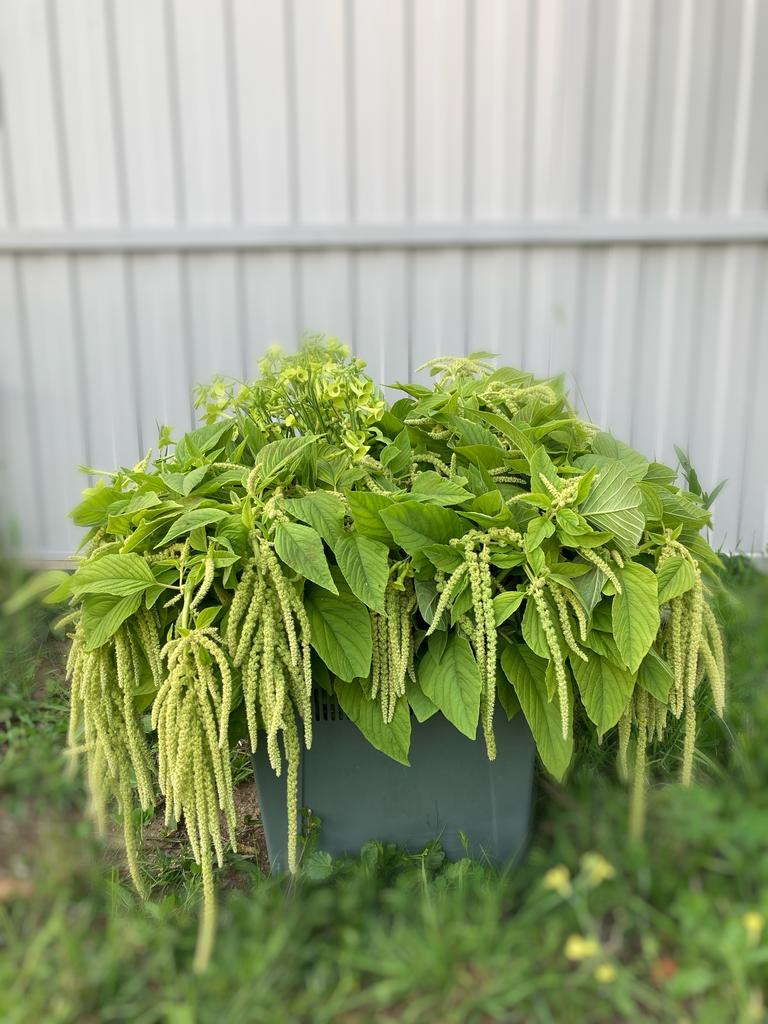 Amaranth Emerald Tassels