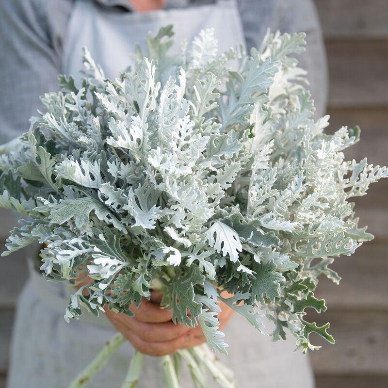 Dusty Miller Candicans