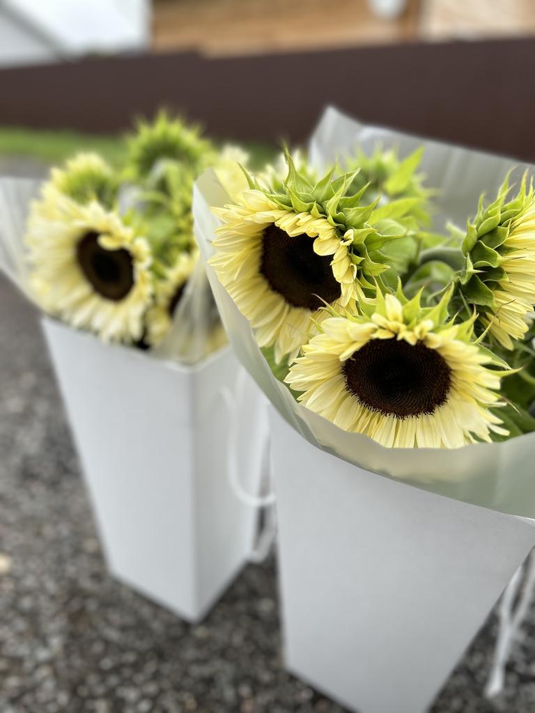 Sunflower White Nite F1