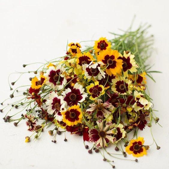 Coreopsis Tall Mix