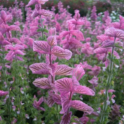 Salvia pink sunday