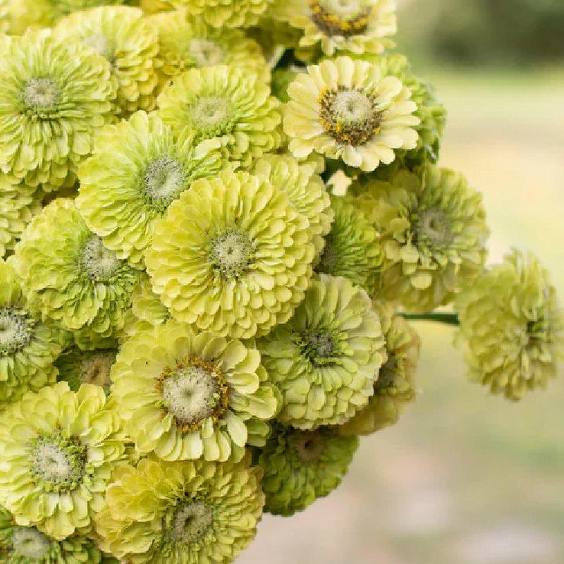 Zinnia Giant Benary's Lime