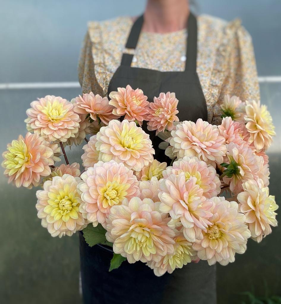 Георгин Daydreamer