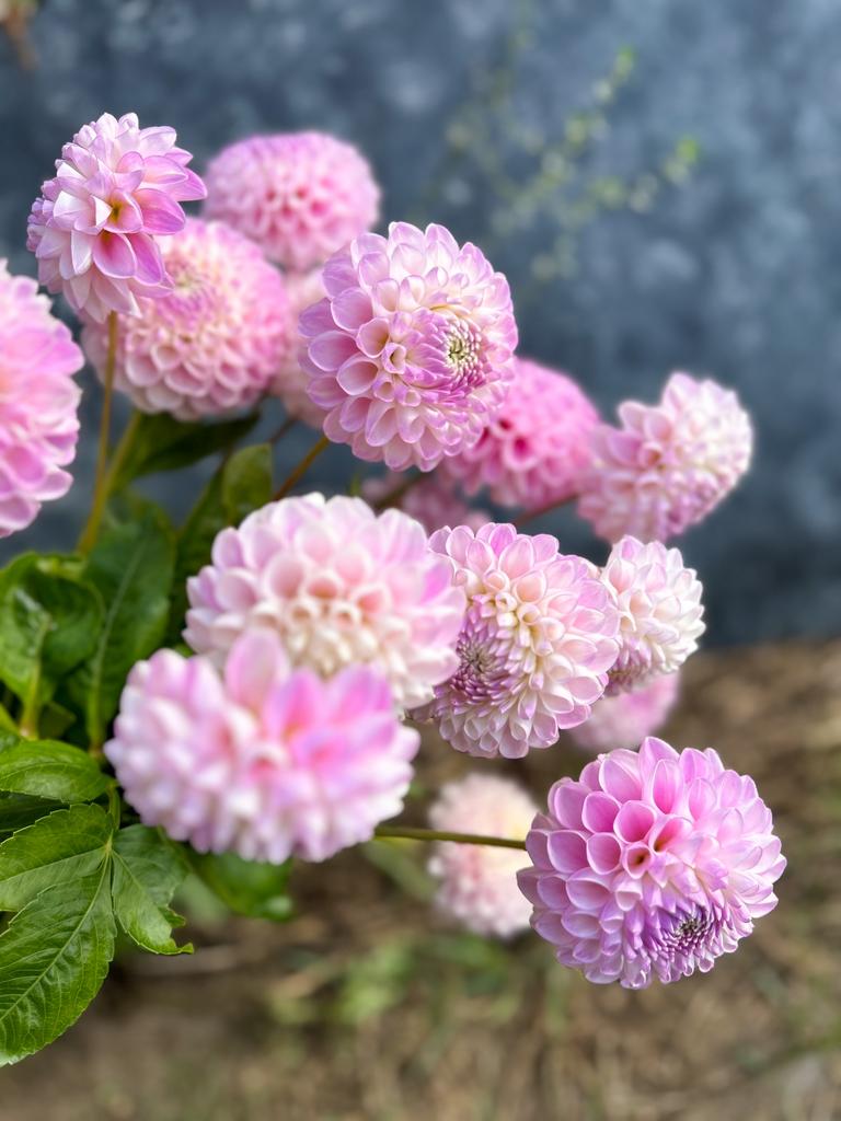 Георгин Megan Dean