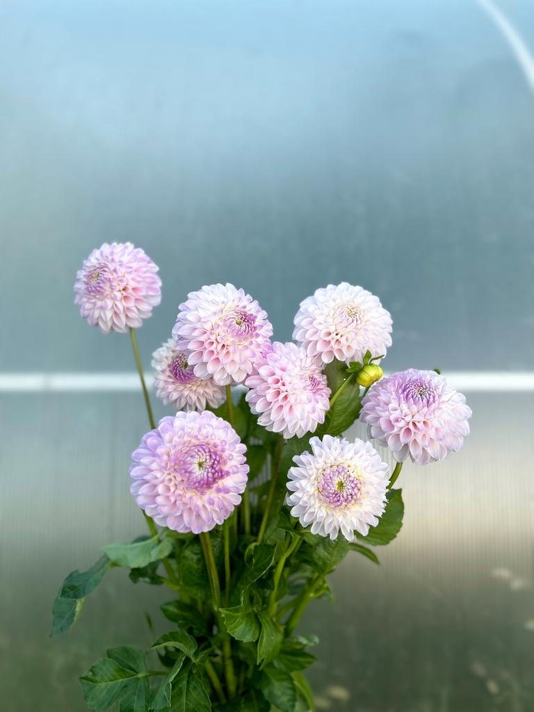 Георгин Snoho Sonia