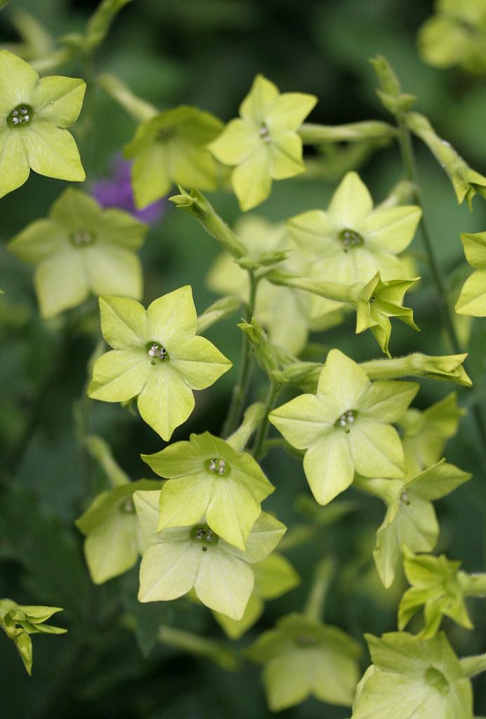 Nicotiana Lime green