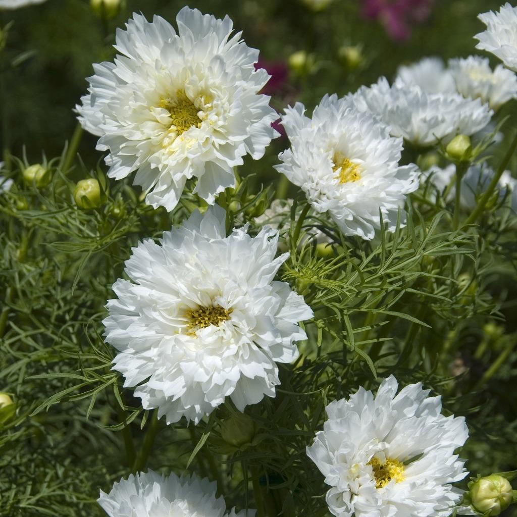 Cosmos Double Click Snow Puff