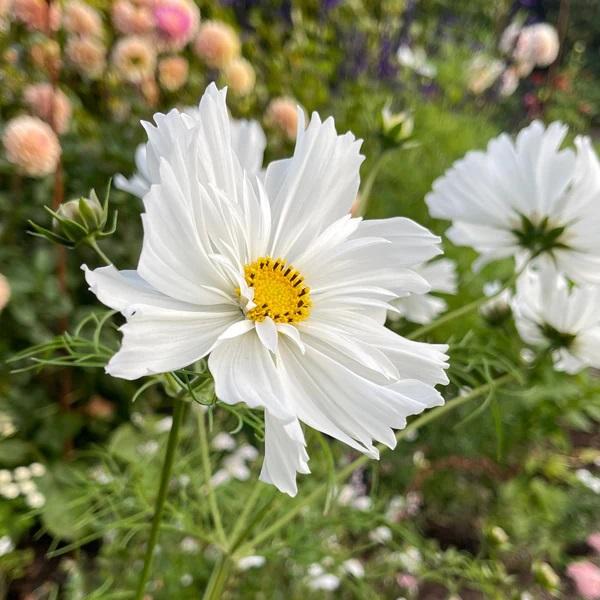 Cosmos Fizzy White