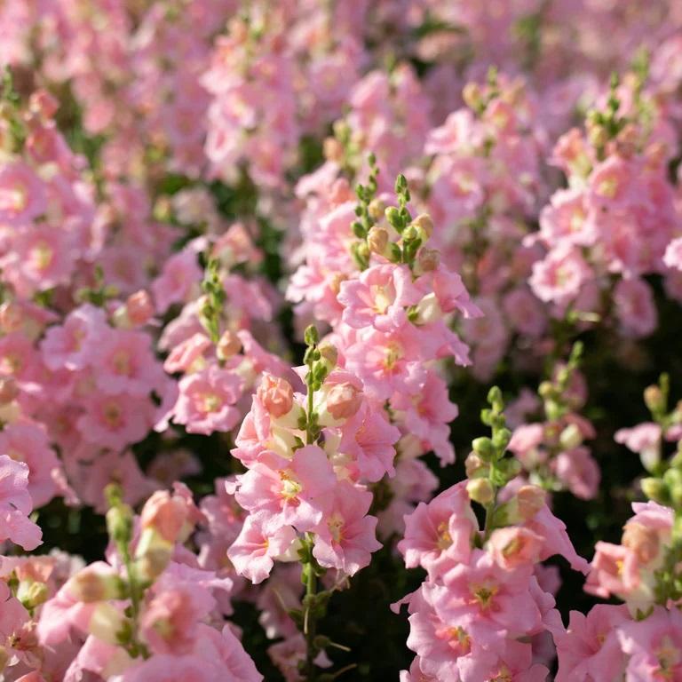 Snapdragon Chantilly Light Pink