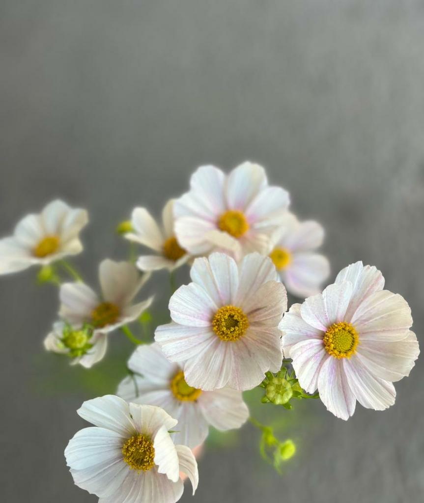 Cosmos Versailles Flush