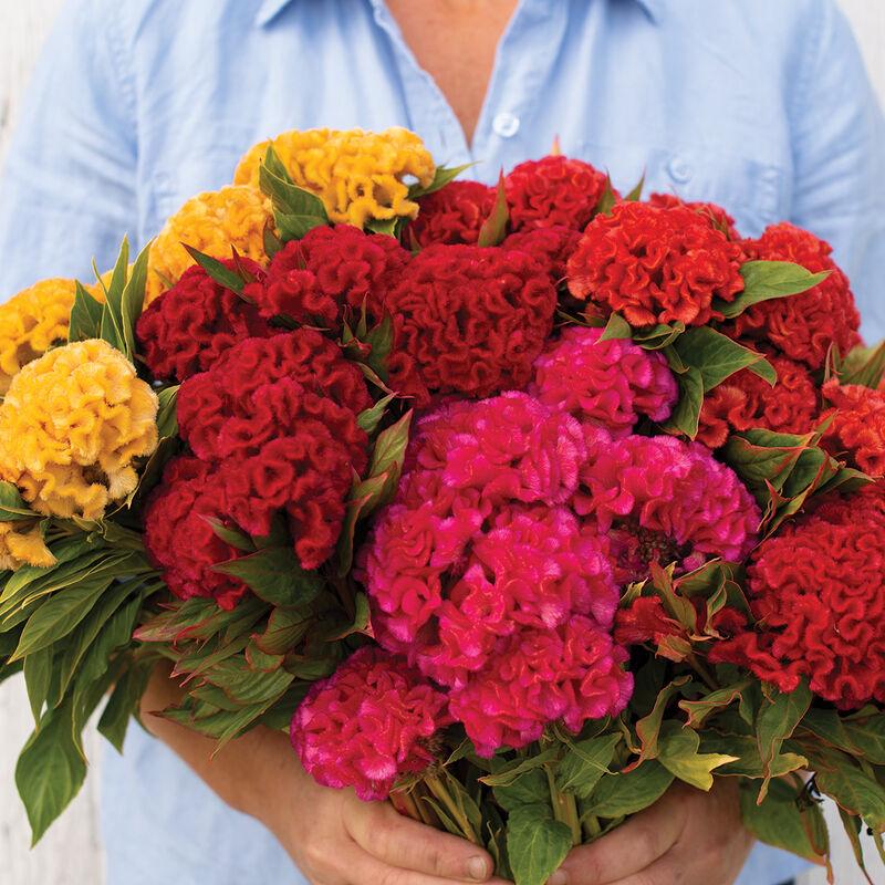 Celosia Chief mix