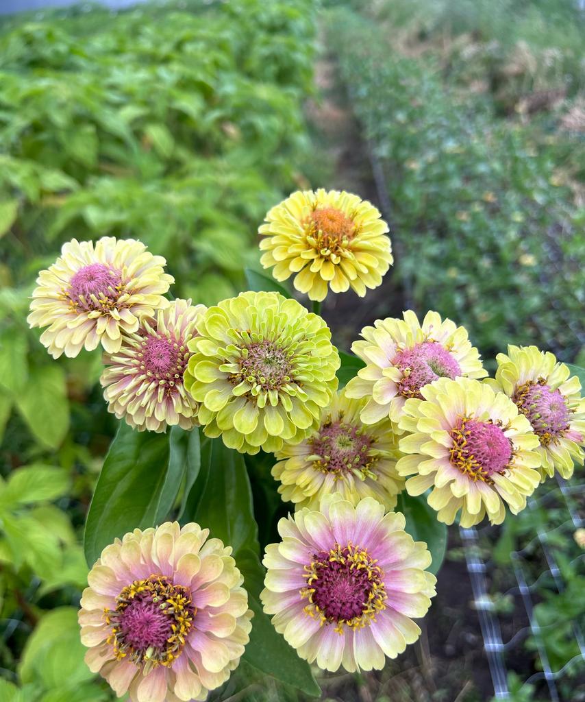 Zinnia Queen Lime with blush