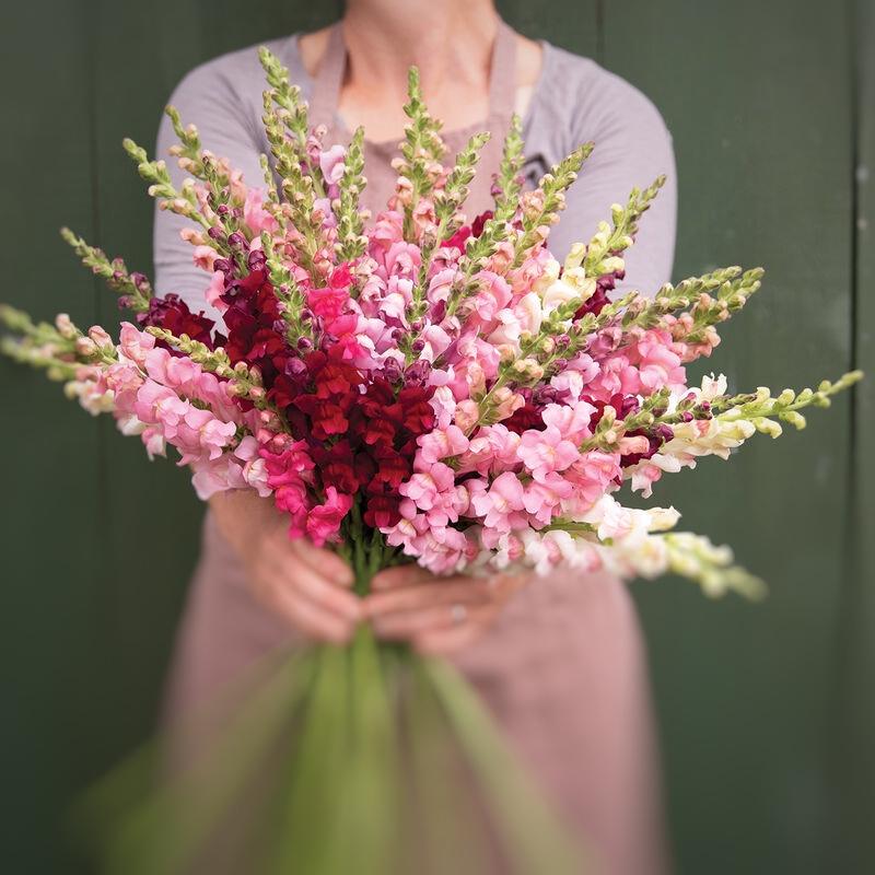 Snapdragon Potomac Summer Berry Blend