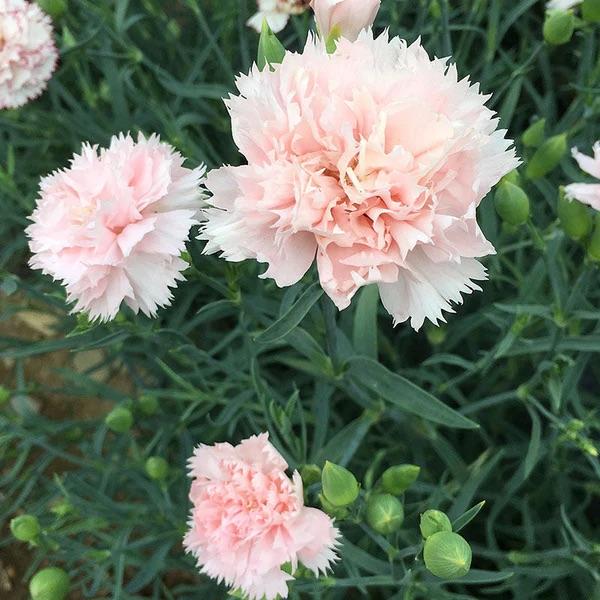 Dianthus Chabaud La France