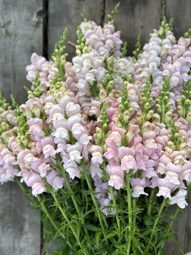 Snapdragon Avignon Silver F1