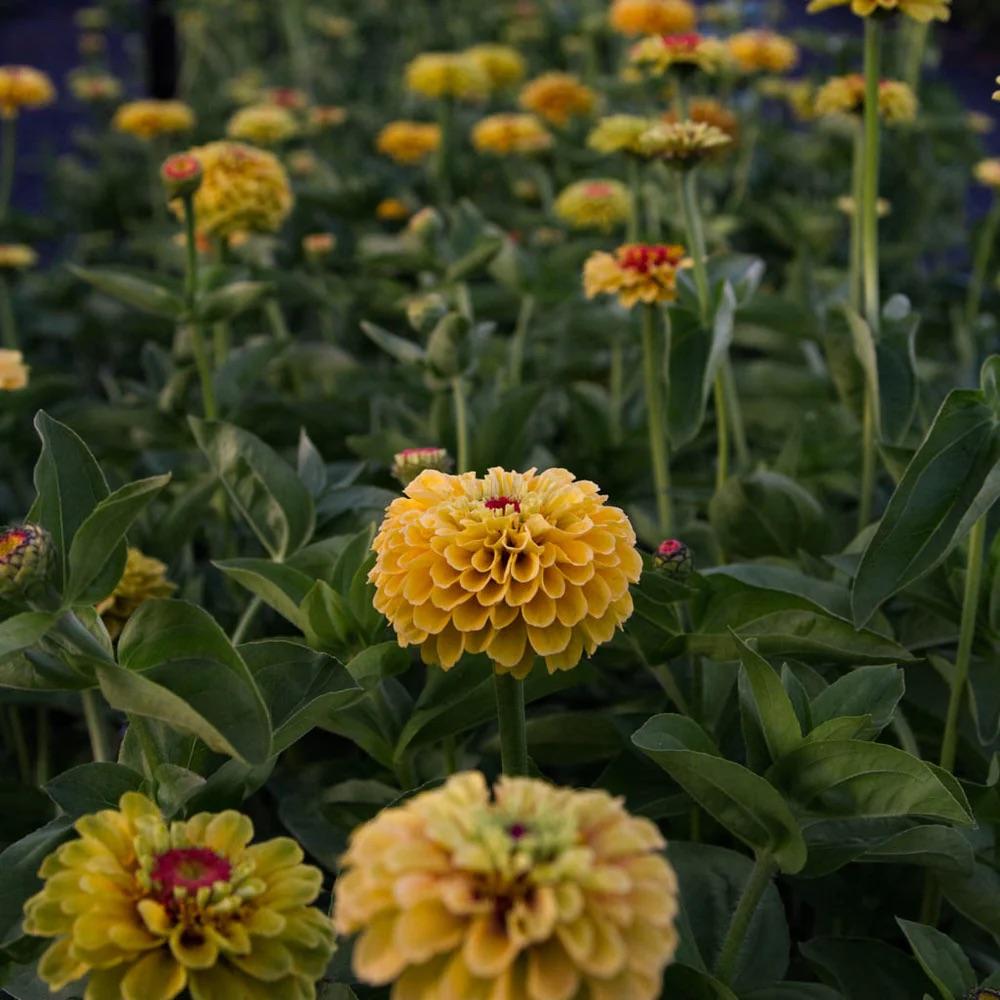 Zinnia Queen Lemon Peach