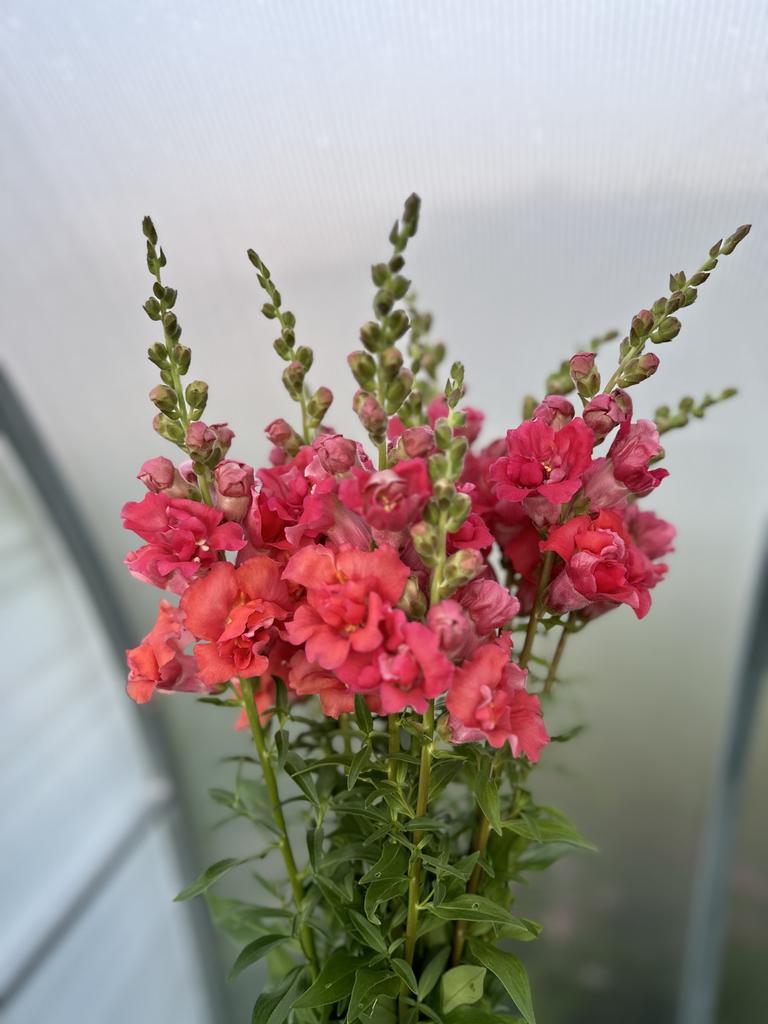 Snapdragon Madam Butterfly Cherry Bronze (III - IV) F1