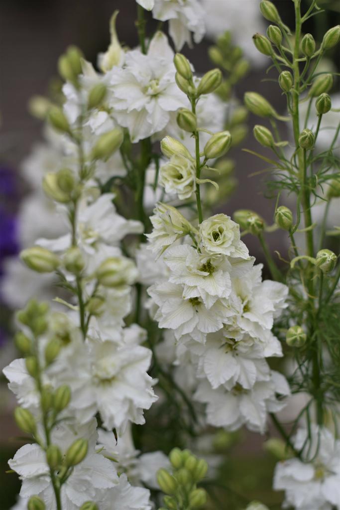 Larkspur White